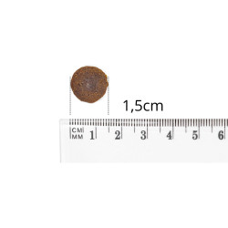 Baltica Junior Jagnięcina z Cielęciną 1 kg